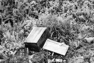 ��Ů��ľ�䡰��èè������