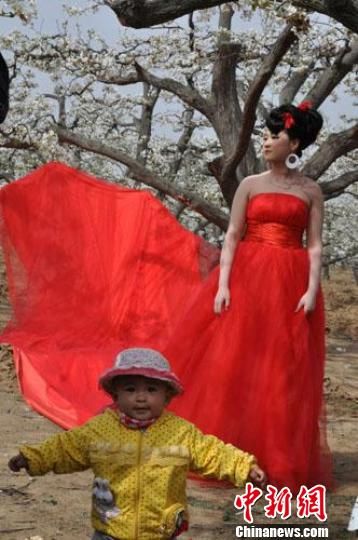 河北曲阳万余株百年梨树争艳婚纱秀锣鼓队进梨园