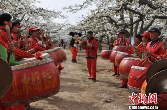 河北曲阳万余株百年梨树争艳婚纱秀锣鼓队进梨园