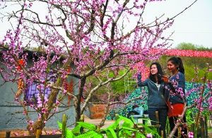 第29届兰州桃花节今日举办自1984年手机开幕首届搜情趣淘宝安卓图片