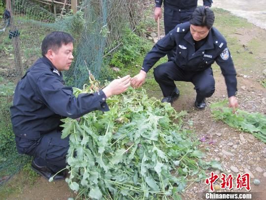 八旬老妪菜园里种两百株罂粟配药警方获悉铲除