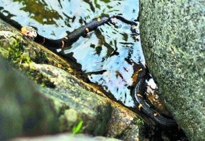 ÷�����ְ�ͷ���ߣ�