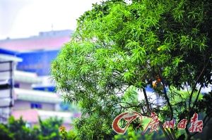 ������ʺ���Ҿ߻ƻ������ҿ���ҩ