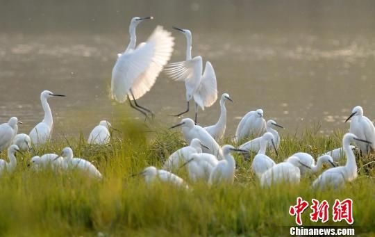 ʪ�ع�԰���������������조�й�ˮ�ǡ�