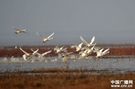 [�й�ʪ�ر���]۶��������һĨ��ϼ