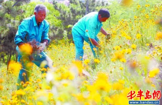占山"杀手花"被斩草除根曾是青岛引进绿化植物