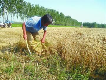 小麦倒伏后,收割机作业难度增大,一些农民不得不再次操起镰刀割麦子.