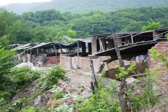 栖霞山内暗藏养猪场:臭味熏人猪粪污染河水月底将拆