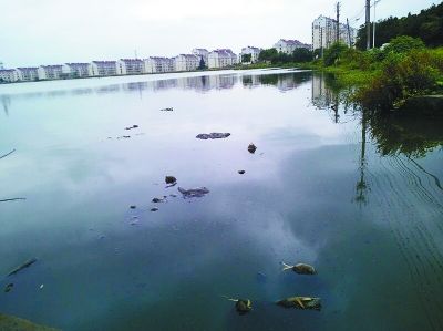 与两区一企业接壤的江北刘家湖被污染无人过问