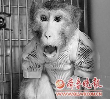 ����������ֲ�ɹ������ĺ�Ρ�����ʵ