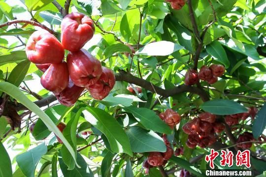 台湾专家珠海育出莲雾新品 “红翡翠”大获丰收_新浪新闻