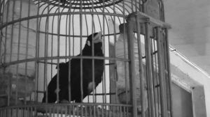 ���Ӹ���˵���