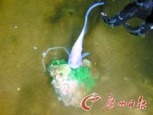 ��������Ǳ7062�ס�������