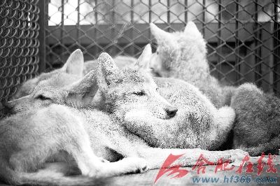20只狼昨天入驻合肥动物园