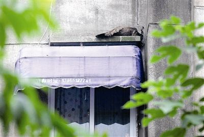 �쿴��С���������һֻ��ȸ