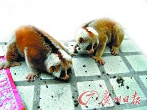 辗转千里解救“美猴王”