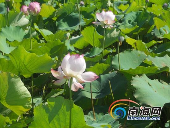 ����Ӣ���뵺�ɻ�ʪ�ش�����Ķ�ʻ�ŭ�Ŷ�����