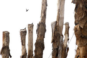 一棵40万百年紫薇树为何无生机?