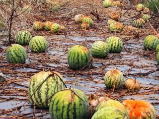 台风致台湾死伤人数增加农业损失逾2亿新台币
