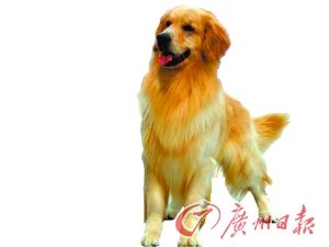 金毛过马路被撞断腰狗主索赔4.3万元