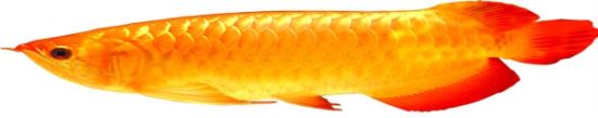 金龙鱼是"炒"出来的鱼苗几百元养大最高要价30万