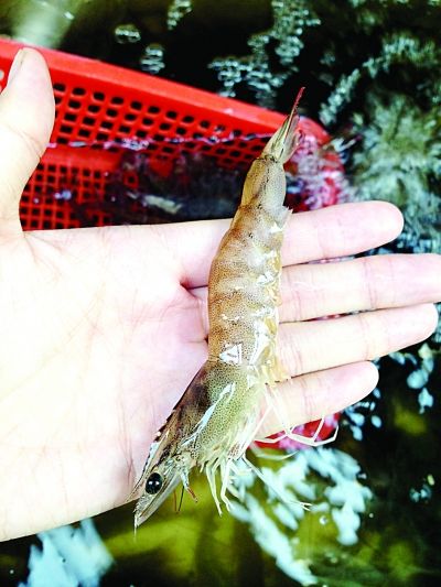 十多元白对虾冒充50多元基围虾