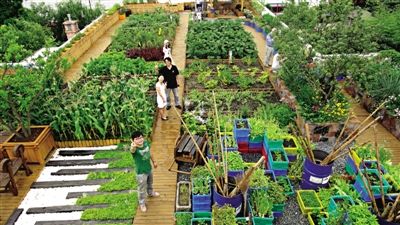 一个社会企业的屋顶种菜计(1)