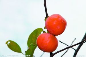 ���ӵ�������С��θ�ﳤ����ʯͷ