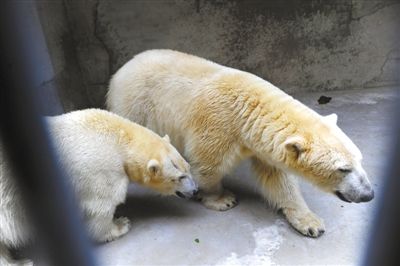 北极熊夫妻回家“十一”会游客