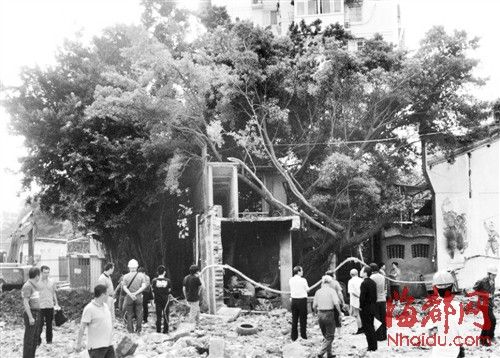榕一建筑工地趁机“截肢”古榕