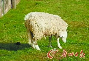 ӢС������"��ͷ����"