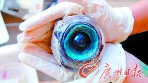 巨大“眼球”现身美国海岸