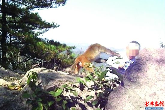 爬崂山巧遇群猴不料落单猴子抓伤十龄童