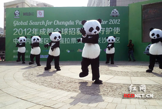 熊猫大跳骑马舞 长沙拉票赛挑战江南style