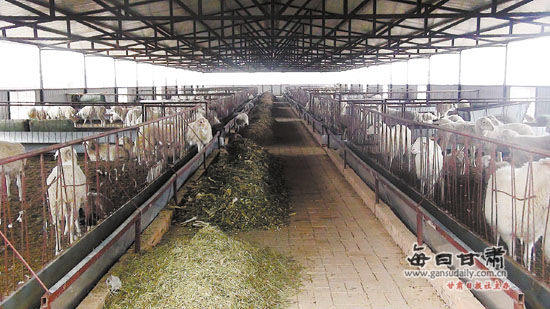 宁州肉羊种羊养殖场