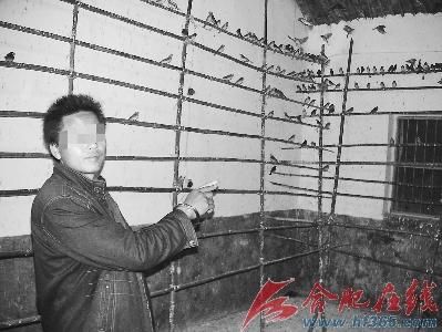 5名外乡人滁州捕鸟两万余只被刑拘