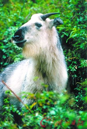 国宝四不像待拯救