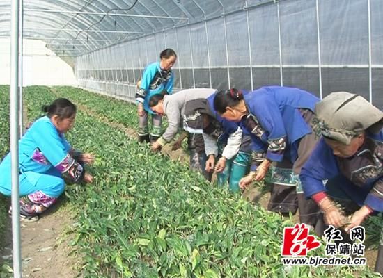 ������31��ũ���Ҷרҵ���������ƻƽ���ҵ�ķ�չ