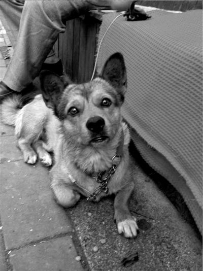 寻找忠犬“忠诚”