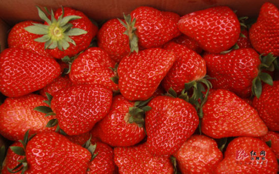 牛奶甜草莓沅陵种成上市 批发价每斤20元
