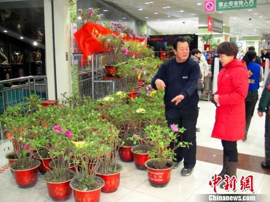 解着反季牡丹的养殖方法