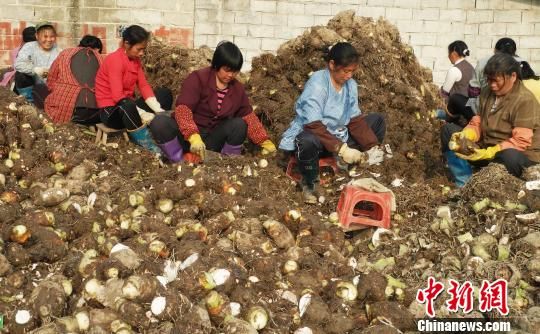 广西恭城瑶乡土地流转提高留守农民收入