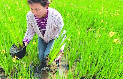 流转土地培植百亩花卉