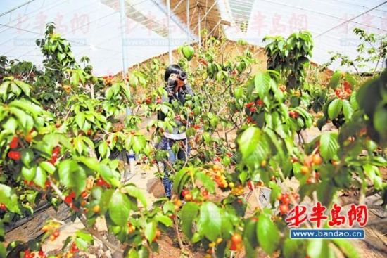 点击图片可在新窗口打开 暴风雨来临果农连夜摘樱桃零售价采摘价齐降