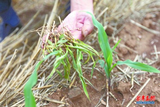 30亩玉米苗喝完水自杀 村民怀疑井水被污染