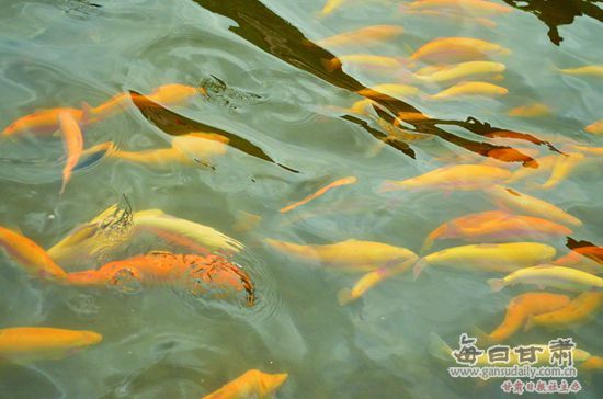 【西部地理】武山龙台乡:青山绿水间的帝王传