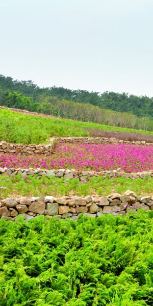 双山公园月底完工能看梯田薰衣草广场基本完工