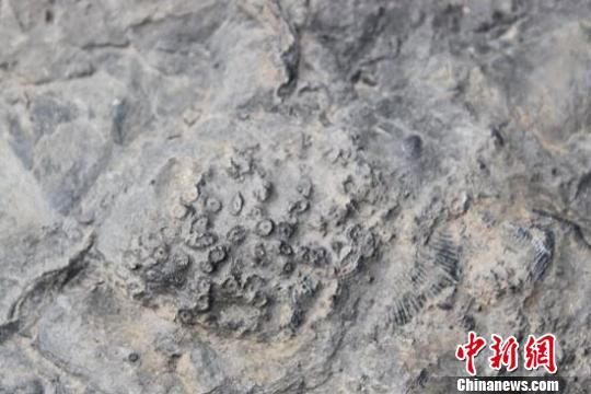 甘肃武威发现4至6亿年前海洋古生物化石
