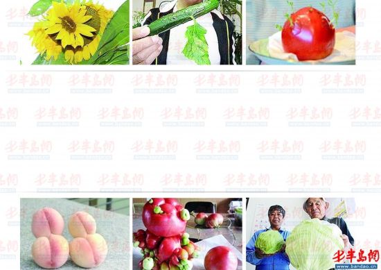 日本核泄漏事故出现危害 果蔬变异 日本核泄漏事故出现危害 果蔬变异