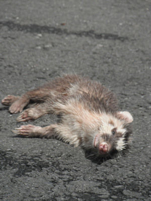 台湾截至26日共确诊103例鼬獾染狂犬病